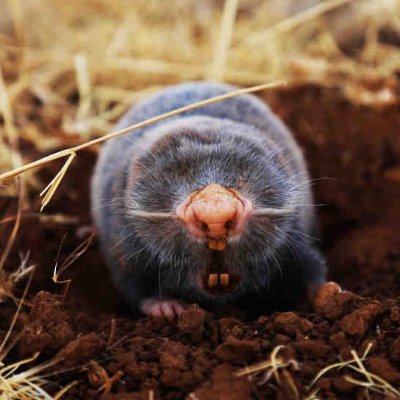 cryptomole_here's profile picture. a crypto digging mole