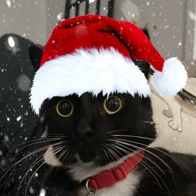 CricketthatsCat's profile picture. I LIKE TOES PLEASE SHOW THE TOE BEANS!!! 🫘 🫘 🫘 🫘 🫘 🫘 🫘 🫘 @ cricketthe_cat on Insta!!