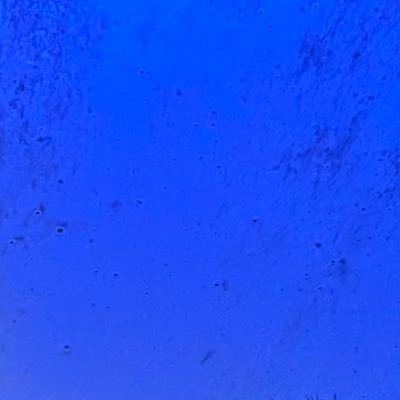 fangsflight's profile picture. 