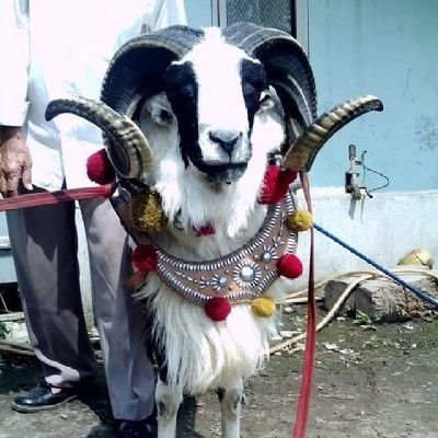 cingcangcangi's profile picture. At times, humans always forget their promises to the Creator