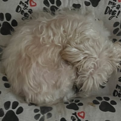 nsqnesro's profile picture. 