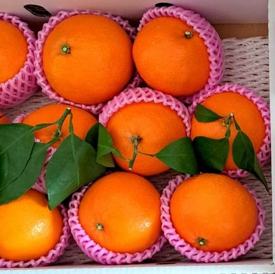 loccitane1607's profile picture. 🌱花でいっぱいのベランダづくり🌱　
　　　　　　　　　　　　　　　　　　　　　　　　　レモン🍋とオレンジ🍊の木、カポック(シェフレラコンパクタ)もあります😊🌲　🌳室内ではシンゴニウム(チアペンス)120cm超が居ます🌳　　　植物好き様と語らせて下さい🙇‍♀🩷🌱