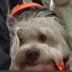 RiderOmni44303's profile picture. 🎥 Fotoğrafçı 🛠️