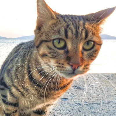 CatmandooWonder's profile picture. CATMAN-DOO 🐾 The Wonder Of It All! ✨ | Quiet moments, big feelings, and cats who remind us life is magic. 🌊  Channel: https://t.co/uFLTUFEfGp