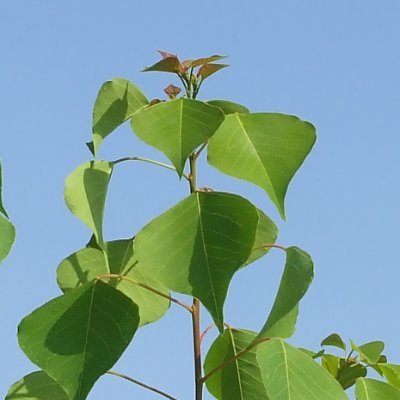 sakurauchi0206's profile picture. よろしくお願いします。