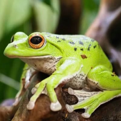 ipodtouch3's profile picture. 