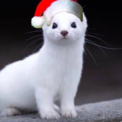 gofuckinglong's profile picture. metathinker of sorts