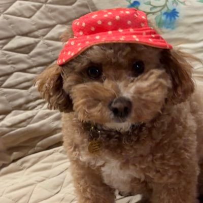 WeisbergNate's profile picture. “It’s the political economy, stupid.” Editor @monthly signal: nate.726