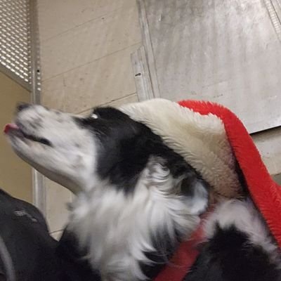 SwoopiePoopy's profile picture. LCMS Elder; writer & nature photographer; defender of dogs, friend to animals. Urvogelist.

Have faith: evil cannot bear to look upon a Dog.