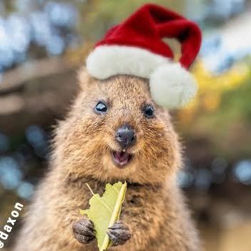 @QuokkaSmiles87