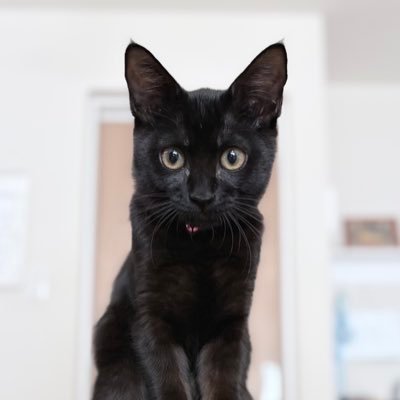 raisewa_nekoni's profile picture. 3児のパパ&黒猫キキとサビ猫ララの育ての親