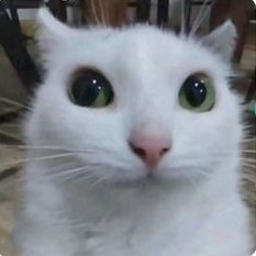 activatewind0w1's profile picture. i do funny computer stuff