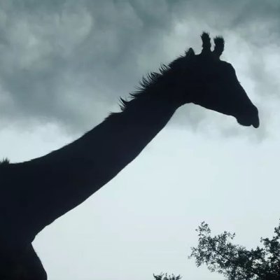 Ichichikka's profile picture. webデザインを学び始めました。自分にしか出せない色で顧客満足度の高いデザイナーとして活躍出来るようになりたい！