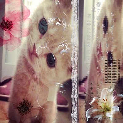 alanzokar's profile picture. cigarraço hoje no outro quarteirão