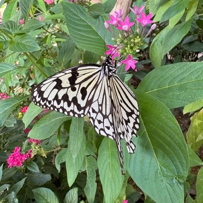 StretchBeauty's profile picture. Data Architect/勉強垢/趣味垢