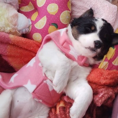 iaraperez47's profile picture. Combate ao Comunismo, Fascismo, Nazismo, Globalismo, Fundamentalismo, Terrorismo, Totalitarismo, Ameaças Internas / Externas.🇧🇷 A LUZ VENCE SEMPRE!!🚫NDM