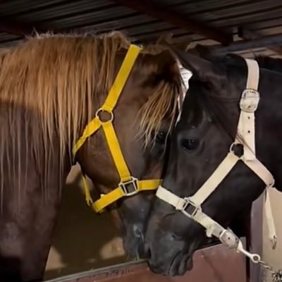 Mmxx1211's profile picture. جنود السماء لا تنتظر فتوى من اﻷرض ........................