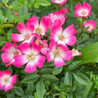 usausako2024's profile picture. @usausako2024
Xを始めました。
読書　音楽　歴史　城🏯　山🗻　
雲☁️と美術館と花が好きです。
音楽は浜田省吾さんの大ファン
読書は　小牧長久手の戦いの城跡を歩く　の著者　内貴健太先生の大ファンです。目標は浜田省吾さんのライブに行くことです。
エロ　投資　お金配り　フォロー直ぐのDMは即ブロックします