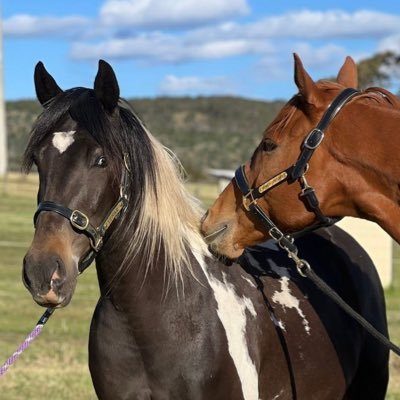 lunarandsunny's profile picture. I post about my retired racehorses Moon Rising (Lunar) & More Importance (Sunny)! 🐎 thoroughbred enthusiast