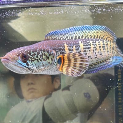 rrrx_vv's profile picture. 爬虫類とスネークヘッド好き。趣味で競馬。