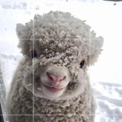 antifragilefimm's profile picture. kpop gg stan | fan account