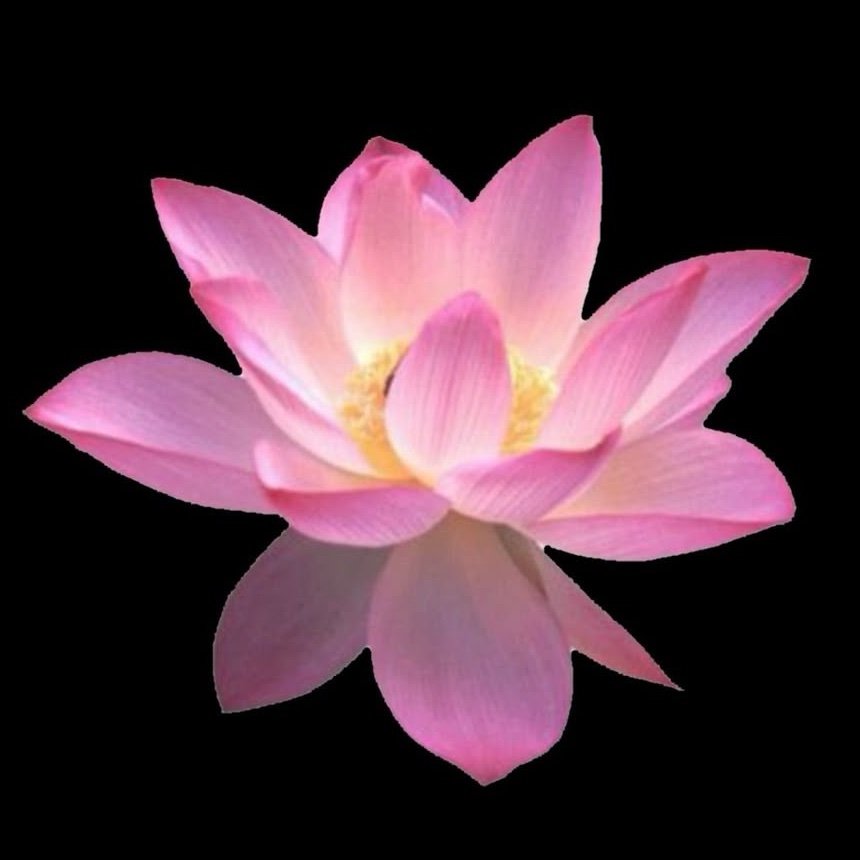 wh0zzb3ll44's profile picture. 