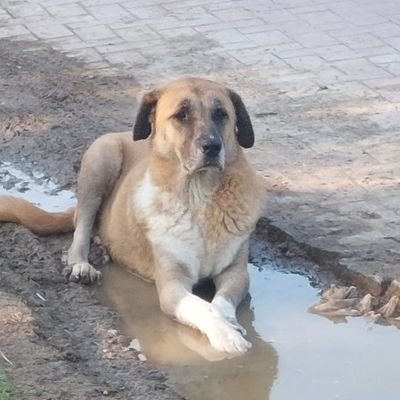 OmgHeroo's profile picture. This is the way.

If you don't believe me or don't get it, I don't have time to try to convince you, sorry.

gnoma (🧙‍♂️,🧙‍♂️)