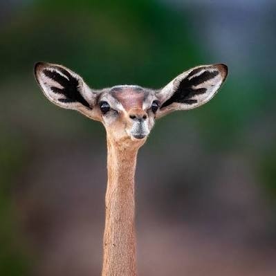 funstackk's profile picture. Turning bugs to memes