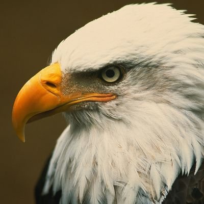 SADEMX_'s profile picture. |||🇺🇸||| Historian ||Archeologist||Web Designer||Scriptwriter||Video Editor|| 3D Cartoonist||Graphic designer||Chief-in-editor||AI expert||