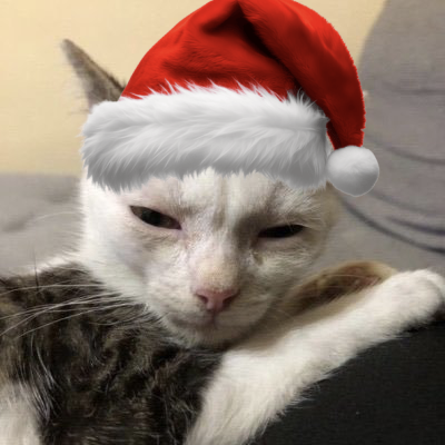 literallymecats's profile picture. cats and cat memes you can relate to on an emotional level and say that is literally me. DM for credit/removal + submissions | @LiterallyUsMeow | @CatPosted