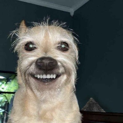 Blobifie's profile picture. 🦟🦟