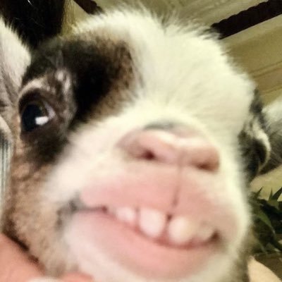 wowopanic's profile picture. 広告