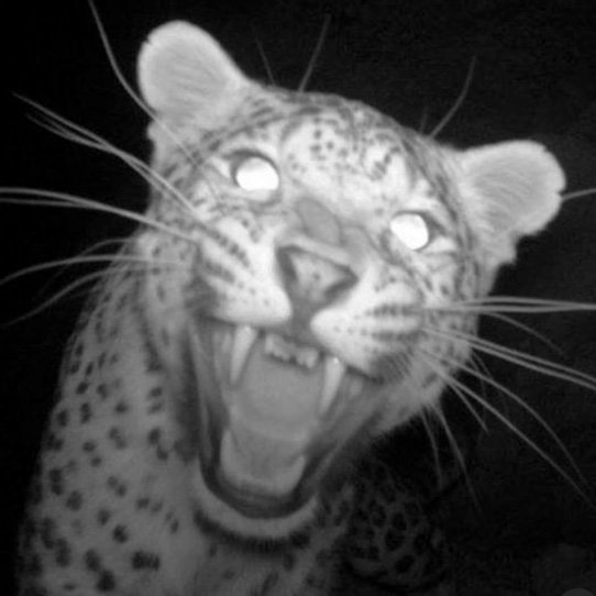 shilothestone's profile picture. run with me