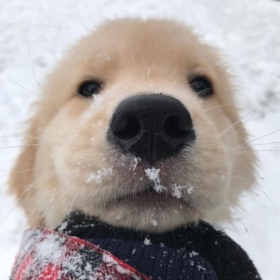 adorableantonny's profile picture. 