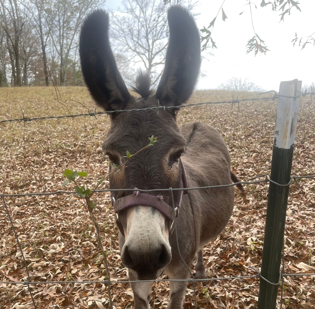 Cyberverbal's profile picture. 