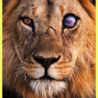 torakazee's profile picture. Tora Kaze