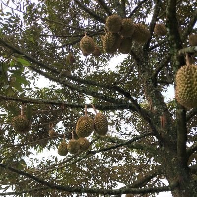 Boediantar4's profile picture. 