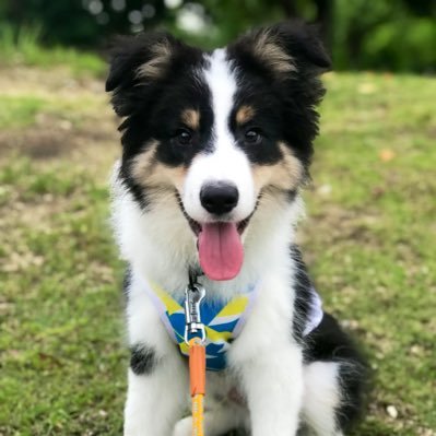 hero_bowwow's profile picture. RUNTEQ76期生 12/19～Web開発スタンダードコースを始めました。愛犬大好きなアナログ人間です🐶😊よろしくお願いします