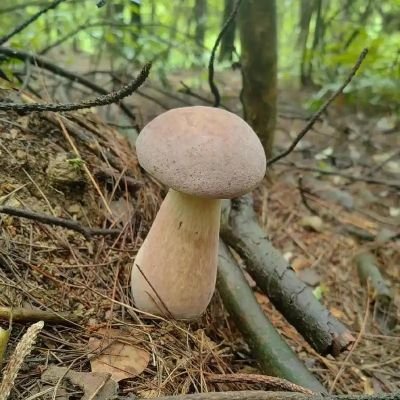 hzx3621072's profile picture. 孕妇爱好者，只发精品之前上万粉丝大号被封（骗子勿扰），接真实孕妇投稿