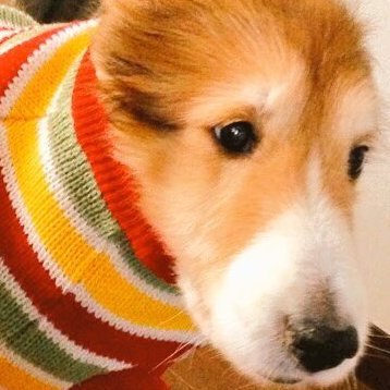 6_mhb75203's profile picture. 怪しいものじゃございやせん　20↑