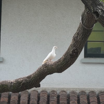 Passer_Zsl's profile picture. 