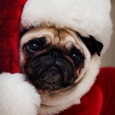 CamaraBalam's profile picture. Amo a los animales.🇲🇽. NO GRUPOS ❌ NO POLÍTICA❌ NO PORNO❌ 🛑NO CHAIROS🛑