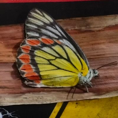 krishnamku's profile picture. an organism in an universe