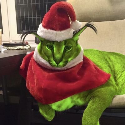 doubloonscity's profile picture. 