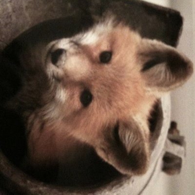 _sobii's profile picture. creator/owner of outcome memories