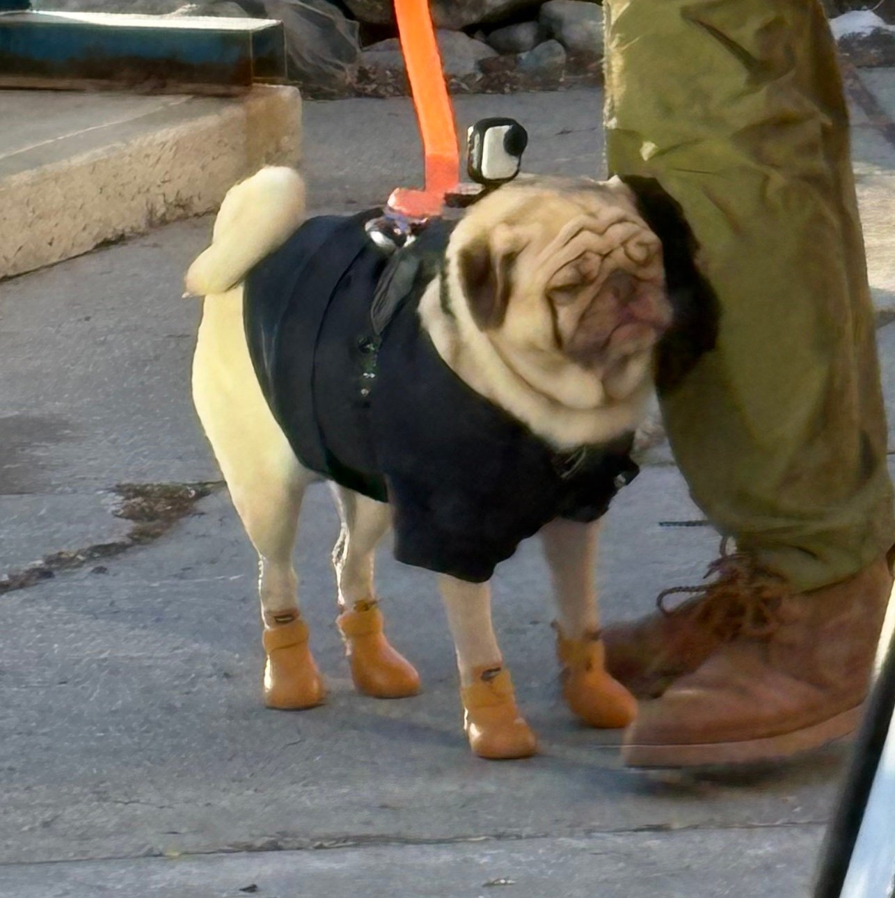 Dog_in_Boots_25's profile picture. *woof*