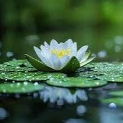 jannatali4580's profile picture. 