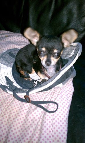 I'm a 2.7 pound Micro Chihuahua. Follow my micro adventures!