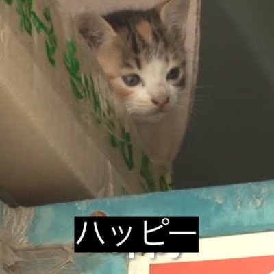 fuyajou_catnip's profile picture. 大宮の狼の群れ🐺に放り込まれた普通の人の普通の生活と狼集うお城🏯の情報をお届けします。／猫ちゃん𝘽𝙄𝙂 𝙇𝙊𝙑𝙀❤️／二ッｺﾘ🌰🈵精神／I.CINNAMOROLLと共に小さな幸せを探しています