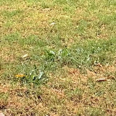 oxxganic's profile picture. Organic